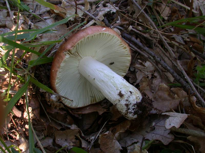 Russule per gli amici....